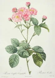 Rosa Centifolia Caryophyllea, graverad av Charlin, utgiven av Remond